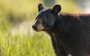 🐻 Utah Hunting Rules 2026: New Bear Unit, Cougar Study & GPS Privacy

The Utah Division of Wildlife Resources (DWR) is rewriting the playbook for the 2026 season. Betwee