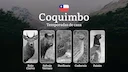 Chile, región de Coquimbo: Temporadas de caza, licencias y normas, tipos de presa y épocas óptimas para la caza, multas y responsabilidades legales

La caza en Chile no e