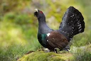 Capercaillies need a habitat of tall, sparse forests with a rich food supply of berries and anthills. In winter, they feed on the shoots of various conifers. They live at