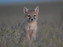 Corsakvos Corsakvos