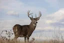 Minnesota Deer Harvest 2025: Hunters Take 9% More Deer, DNR Reports Strong Season
Minnesota deer hunters enjoyed a more successful season in 2025, according to final har Minnesota Deer Harvest 2025: Hunters Take 9% More Deer, DNR Reports Strong Season
Minnesota deer hunters enjoyed a more successful season in 2025, according to final har