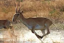 ASTANA (AFP-Jiji) — Kazakhstan on Oct. 16 said it would legalize hunting of the once-threatened Saiga antelopes to manage their population — a sensitive subject in a coun