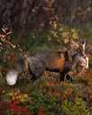 Today, I had a very special encounter at sunrise: I managed to spot and photograph a cross fox. They are a melanistic color variation of the red fox. It’s a very, very ra