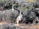 Common Wallaroo