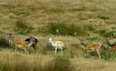 La chasse en CHARENTE: Forêts sèches, coteaux viticoles, plaines ouvertes et culture cynégétique au cœur du sud-ouest rural

Plaines, vignobles et forêts: les territoires