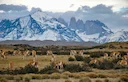 Caza en la región de el Desierto de Atacama: una experiencia única en el lugar más árido de la Tierra, demografía y estadísticas de los cazadores
El Desierto de Atacama, Caza en la región de el Desierto de Atacama: una experiencia única en el lugar más árido de la Tierra, demografía y estadísticas de los cazadores
El Desierto de Atacama,