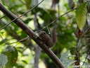 Andes-ekster (Sciurus pucheranii), 2 of 7