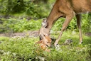 Witstertree (Witstertbok) (Odocoileus virginianus), 2 of 4
