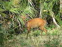 Noordelike bosbok (Tragelaphus scriptus), 3 of 5