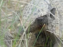 Dwerghulpskildpad (Zaedyus pichiy), 7 of 7