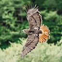 Red-Tailed Hawk: The Ideal Bird for Beginner Falconers

Among the many raptors used in falconry, the Red-tailed Hawk (Buteo jamaicensis) stands out as the most accessible