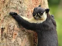Swart reuseekster (Ratufa bicolor), 5 of 7