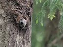 Europese gly-ekhoring (Pteromys volans), 5 of 5