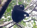 Siamang-giboen (Symphalangus syndactylus), 1 of 3
