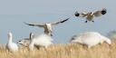 5 Snow Goose Stops You’ve Never Tried
Chasing spring snow geese is one of the fastest growing pursuits in hunting, and with good reason. The most obvious of its attractio