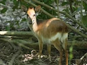 Aders se duiker