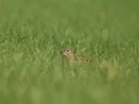 Vlekagtige aardgrondeekhoorn Vlekagtige aardgrondeekhoorn