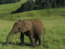Hunting in Ogooué-Maritime, Gabon: Legislation and Laws, Geography and Seasons, Demographics of Gabon

Natural Features of Ogooué-Maritime Hunting

Ogooué-Maritime, Gabon