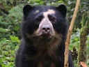 Brilbeer (Tremarctos ornatus), 2 of 7