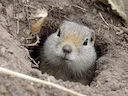 Wyoming-grondseekat (Urocitellus elegans), 1 of 5
