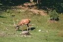 CACCIA IN PIEMONTE: Dalle Alpi alle Pianure, un Viaggio tra Selvaggina e Tradizioni Venatorie

Caratteristiche geografiche e naturali della regione dal punto di vista ven