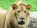 Løven (lat. Panthera leo) er en art af rovpattedyr, en af ​​de fem repræsentanter for slægten Panthera (Panthera), som tilhører underfamilien af ​​store katte inden for k