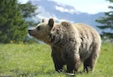 Wisconsin's 2025 Bear Season: Preliminary Results Show Harvest on Target Amid Variable Conditions

The Wisconsin Department of Natural Resources (DNR) has released prelim
