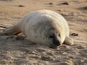Grysseehond (Halichoerus grypus), 11 of 12