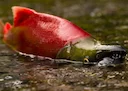 Life of a Sockeye
On July 22nd, 2021, news broke that Bristol Bay was having its biggest sockeye salmon return since recordkeeping began in 1893. More than 63 million so Life of a Sockeye
On July 22nd, 2021, news broke that Bristol Bay was having its biggest sockeye salmon return since recordkeeping began in 1893. More than 63 million so