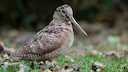 Grand froid: pourquoi les chasseurs doivent suspendre la chasse à la bécasse des bois 

🌍 Un oiseau emblématique fragilisé par l’hiver 

Lorsque les températures chutent