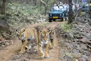 How the return of poaching threatens India’s tiger success story
50 Years of Project Tiger: India’s wildlife authorities insist poaching is not happening at an ‘alarming’