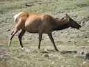 Reënbeer (Rangifer tarandus), 9 of 10