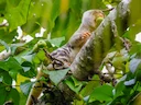 Gewone gevlekte koeskoes (Spilocuscus maculatus), 4 of 5