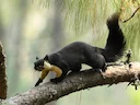 Swart reuseekster (Ratufa bicolor), 3 of 7