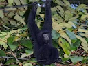 Siamang-giboen (Symphalangus syndactylus), 3 of 3