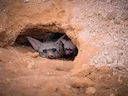 Suider-aardwolf (Proteles cristatus), 1 of 5
