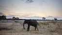 Hunting in Zimbabwe Set to Beat Levels Before Pandemic Struck
The $100 million sector sees sales growing 15% this year
Nation offers 500 licenses to tourists to kill elep