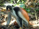 Zanzibar-rooi kolobus (Piliocolobus kirkii), 2 of 6