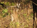 Antilope-wallaroo Antilope-wallaroo