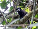 Spix se snorbaard-tamaryn (Saguinus mystax), 5 of 5
