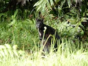 Calaby se pademelon (Thylogale calabyi), 2 of 5