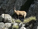 Pireneëse gems (Pireneëse steenbok)