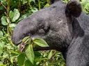 Bergtapir (Tapirus pinchaque), 4 of 5