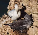 Guga Hunt Sparks Fresh Debate

The controversial guga hunt—Scotland’s last legal seabird harvest—resumed in August 2025 after a three-year suspension due to avian flu out
