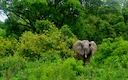 Hunting in Greater Accra: Exploring Demographics, Finding Out Types of Game, and Diving Into Local Traditions

The Greater Accra Region, home to Ghana’s bustling capital 