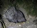 Stekelvark (Indiese stekelvark) (Hystrix indica), 3 of 3