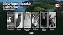 Hunting Seasons in NEWFOUNDLAND AND LABRADOR (Canada): Key Hunting Periods, Essential Regulations, and Required Licenses

Newfoundland and Labrador is a premier hunting d