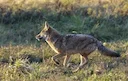 Coyote hunting is one of the most common forms of predator hunting that humans partake in. There are not many regulations with regard to the taking of the coyote which me