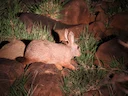 Smith se rooi haas (Pronolagus rupestris), 5 of 7