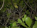 Angola-genet